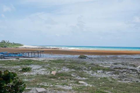 Sargazo — LOS COCOS PEDERNALES (Sur)